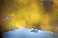 Naturfotograf innrømmer omfattende bildejuks