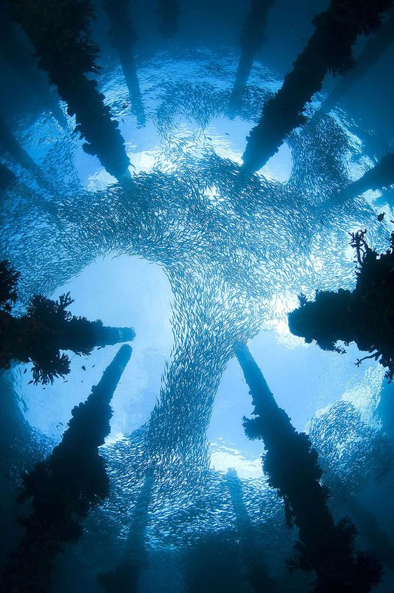The pillars of a derelict wharf form a beautiful frame for the ever-preset school of scad circling near the surface. Foto: Chris Gug ( BULLS ) 
