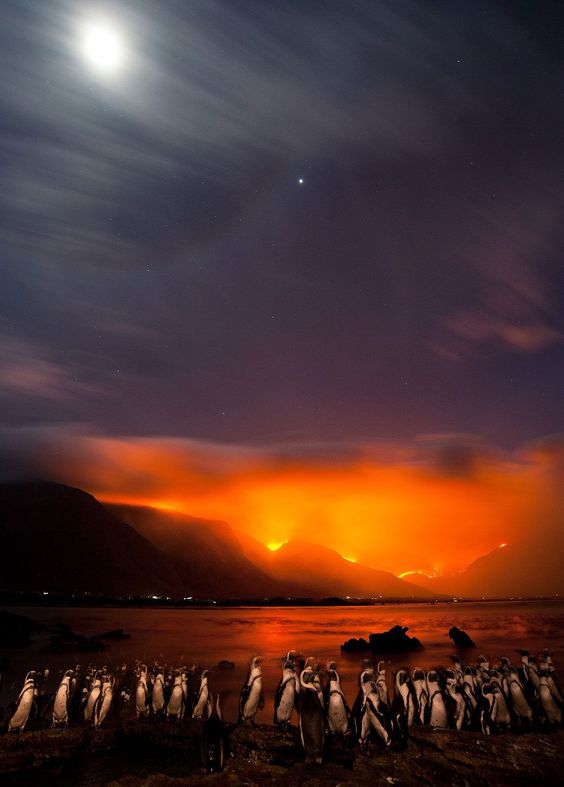 CAPE TOWN, SOUTH AFRICA - UNDATED: African penguins huddle together on the shores of a rocky point while fires burn on the slopes of the hottento holland mountains in Bettys Bay, near Cape Town, South Africa. Foto: Shem Compion / EPOTY.ORG ( BULLS ) 