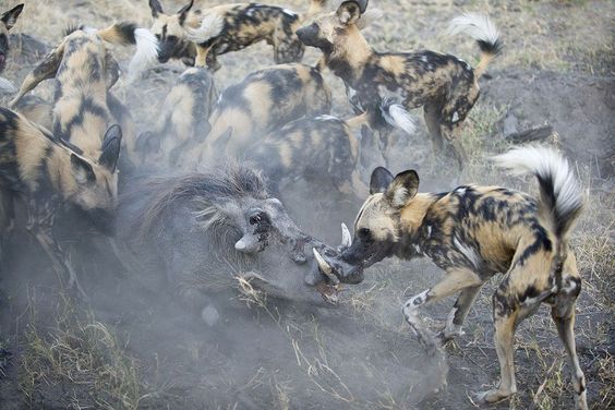 BOTSWANA, AFRICA: African Wild Dogs attacking a warthog in Northern Botswana, Africa. Foto: Suzi Eszterhas / EPOTY.ORG ( BULLS ) 