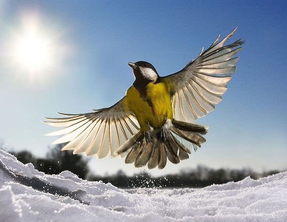 A bird leaping from the snow. Foto: Jamie Unwin ( BULLS/EPOTY.ORG ) 