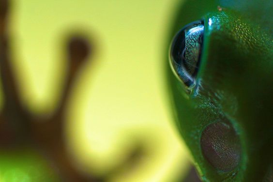 Fully grown green tree frog, sitting on glass window. Foto: Thomas P. Peschak ( BULLS/EPOTY.ORG ) 