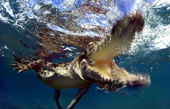 A juvenile Saltwater crocodile taking a bite after the photographer got a bit too close with his camera. Foto: Jamie Unwin ( BULLS/EPOTY.ORG ) 