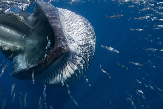 The photographer was photographing striped marlin preying on a bait ball of sardines when suddenly a Bryde's whale appears on the opposite side of the bait ball, moving toward him at high speed and proceeded to engulf those fish which did not scatter away quickly enough. The photographer also fled, taking this photo as he kicked frantically off to one side. He barely escaped going down the giant's gullet, but was struck on his rubber swim fins by the whale's lower jaw. Foto: Jamie Unwin ( BULLS/EPOTY.ORG ) 