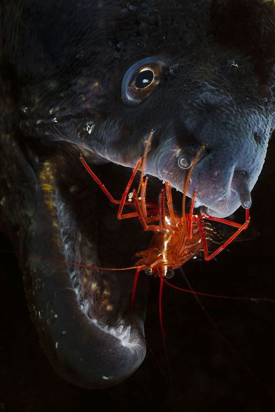 This fearless cleaner shrimp gets into this moray eel to clean his teeth. Foto: Jamie Unwin ( BULLS/EPOTY.ORG ) 