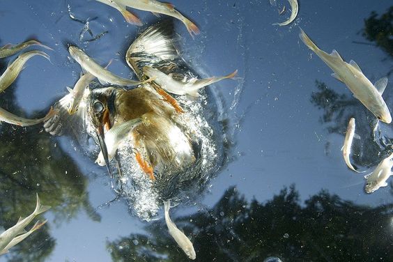 A Kingfisher dives into water in an attempt to catch some fish. Foto: Jamie Unwin ( BULLS/EPOTY.ORG ) 