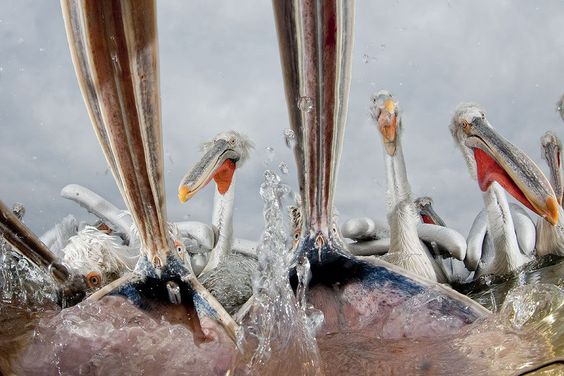 Hungry Pelicans. Foto: Bence Mate ( BULLS/EPOTY.ORG ) 