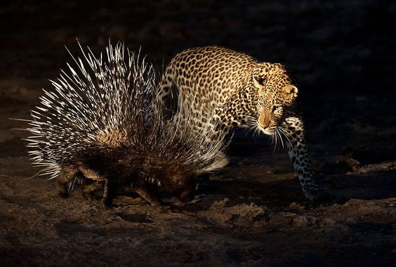 A male leopard tries to stalk and hunt a porcupine in Mashatu Game Reserve, Botswana. The leopard was relaxing in the cool of the riverbed, when the porcupine came to feed on the tree roots protruding out of the riverbank. It ended up in this hunt- the result being a stalemate. Both animals are free and wild. A soft hand held light was used to illuminate the scene from the side.'. Foto: Shem Compion ( BULLS/EPOTY.ORG ) 