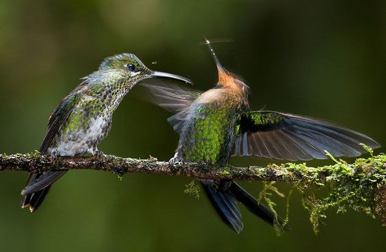 Green-crowned Brilliant hummingbird female driving a blow to a male. Foto: Csaba Tokolyi ( BULLS/EPOTY.ORG ) 