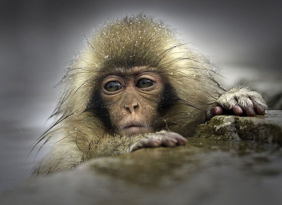 A wild infant Japanese Macaque. Foto: Graham Morgan ( BULLS/EPTOY.ORG ) 