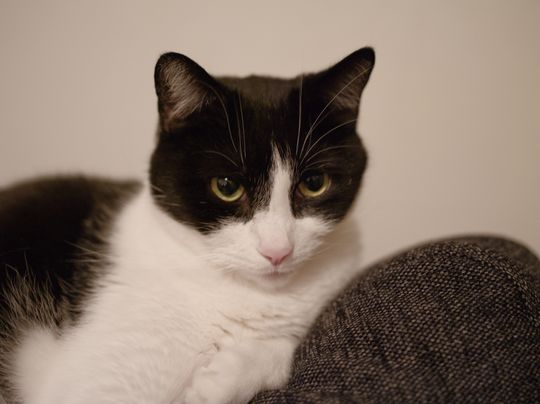 1/15 sek, f/2.8, 1600 ISO