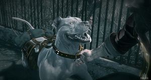 Overlev sammen med hunden din