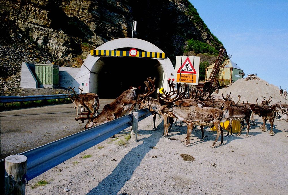 Illustrasjonsfoto: Reinsdyr ved tunnel på E69, Skarvbergtunnelen på veg til Nordkapp: Reinsdyr krysser vegen i store flokker på sitt sommerbeite. Foto: Berit Keilen, Scanpix