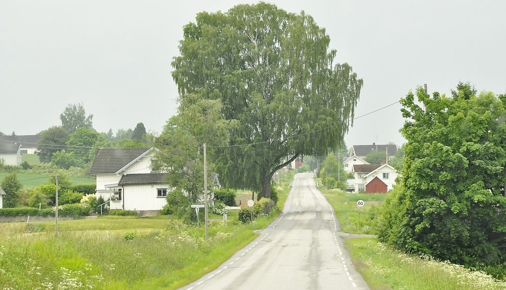 Fylkesveg 33er foreløpig for smal til at det kan markeres midtlinje. Den mektige bjørka må vike når vegen skal utvides. (Foto: Anders Haakonsen)