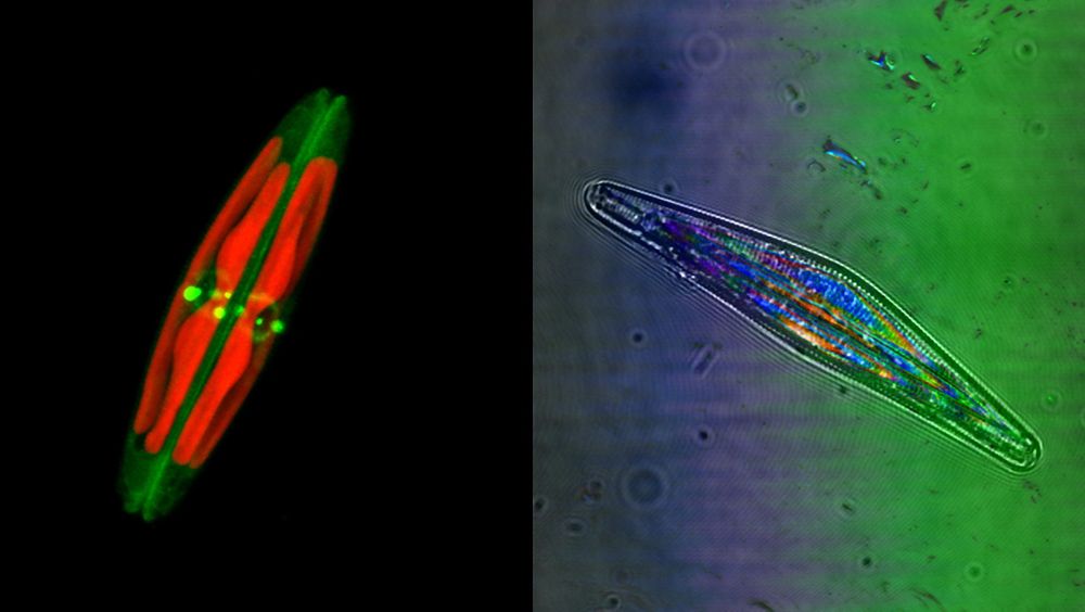 Algen Seminavis robusta, som er omtrent 70µm lang (omtrent tykkelsen på et menneskehår). I rødt ser man algens kloroplaster og i grønt er det brukt et fargestoff for å visualisere algens karakteristiske silikaskall (&quot;glass-skall&quot;). Bildet er tatt ved hjelp av et såkalt laserskanning-konfokalmikroskop. På bildet til høyre er det brukt 3 ulike lasere (med ulike bølgelengder), samt vanlig gjennomlys, for å se på refleksjoner i silikaskallet til algen.  