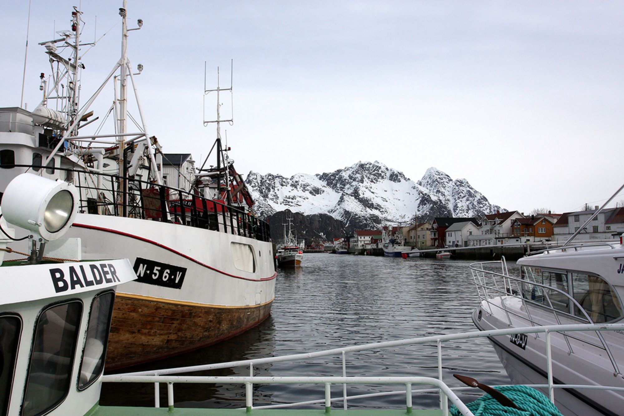 KRISE? Bellona mener oljesøl i Lofoten vil medføre store konsekvenser for fiskebestanden, og avviser resultatene i Veritas-rapporten.