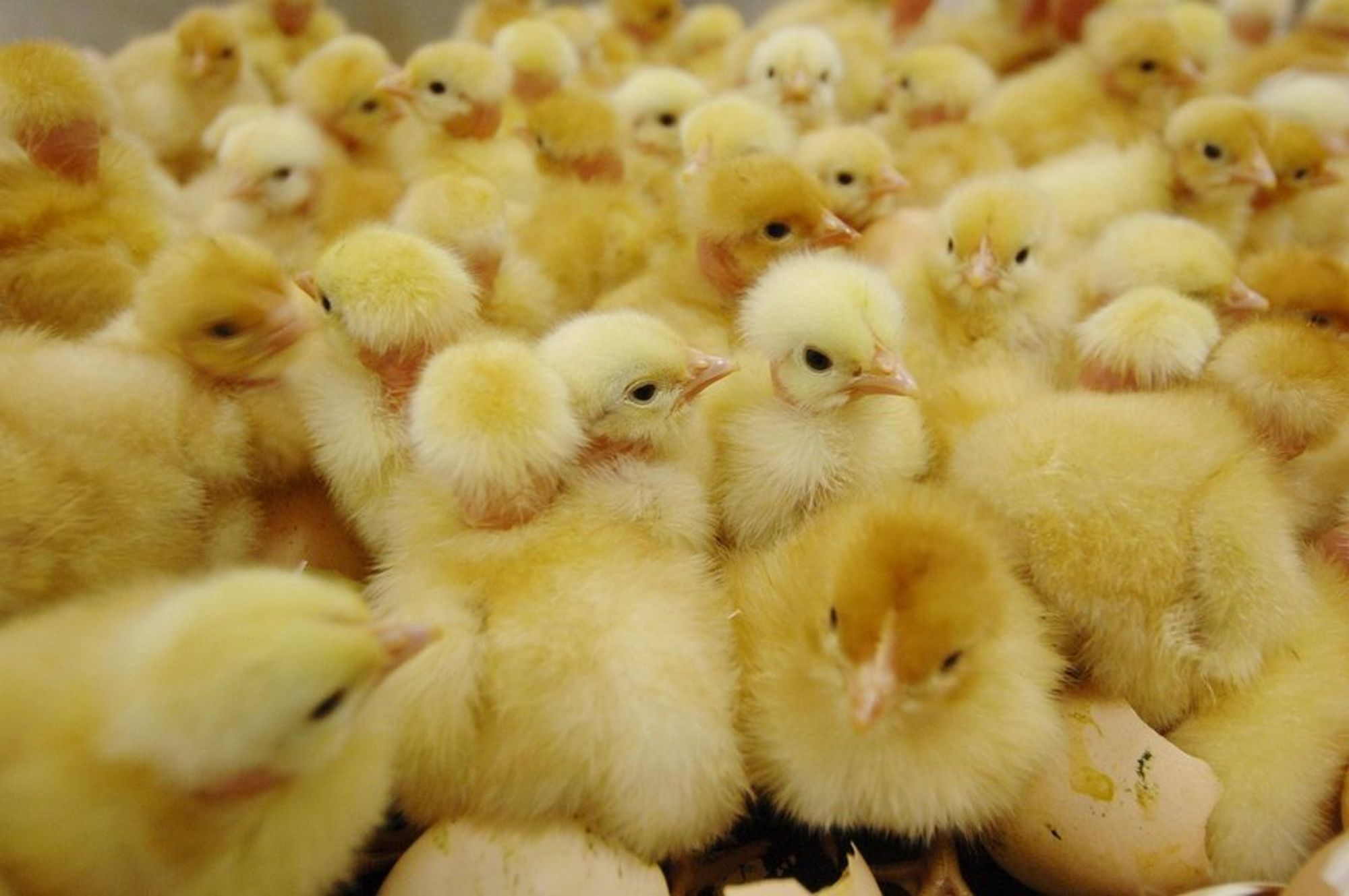 Fibre fra kyllingfjær kan bli løsningen på hydrogenlagringsproblemet.