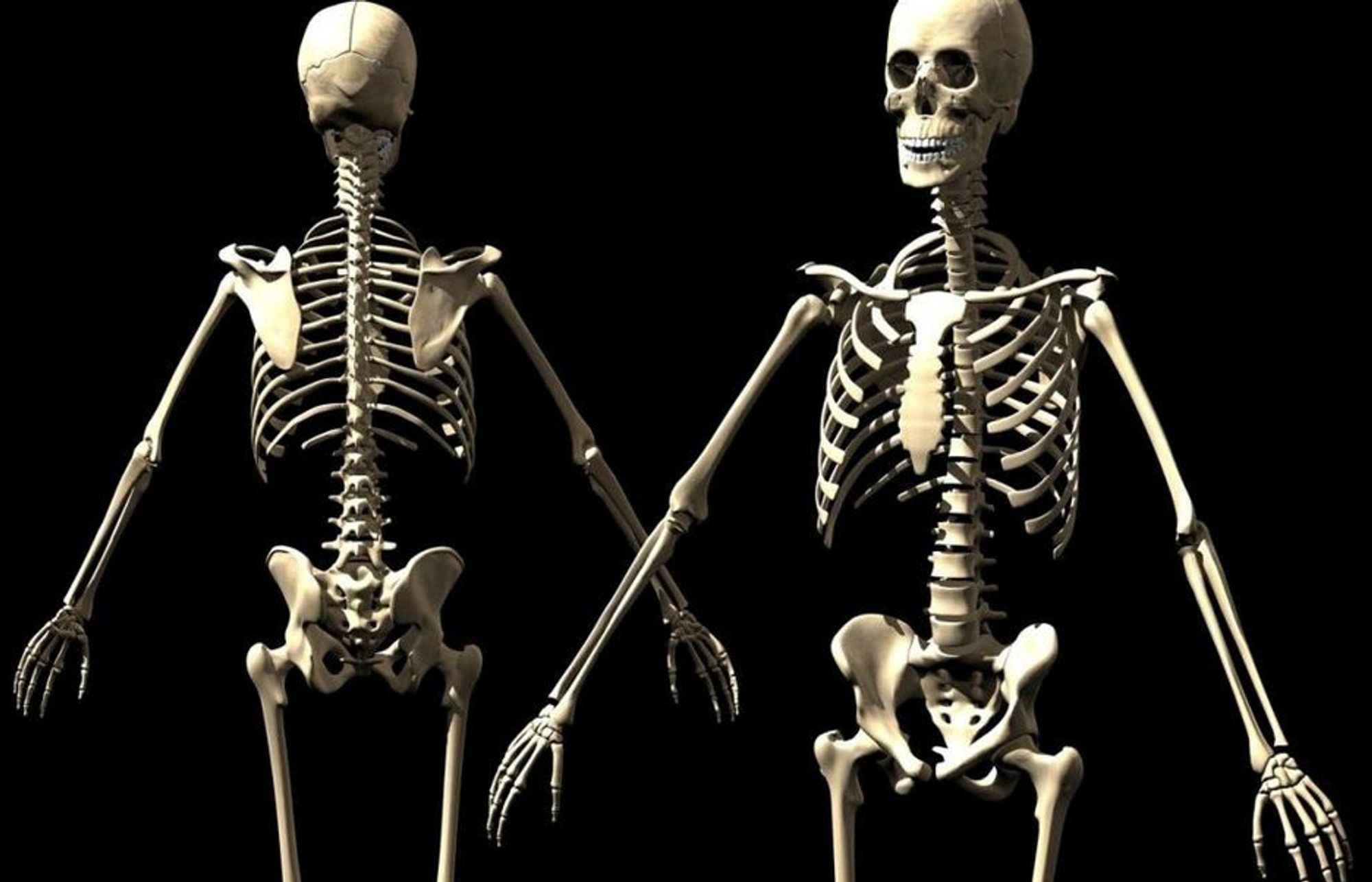 Скелет организации. Скелет. Скелет человека. Скелет в школе. Стильный скелет.