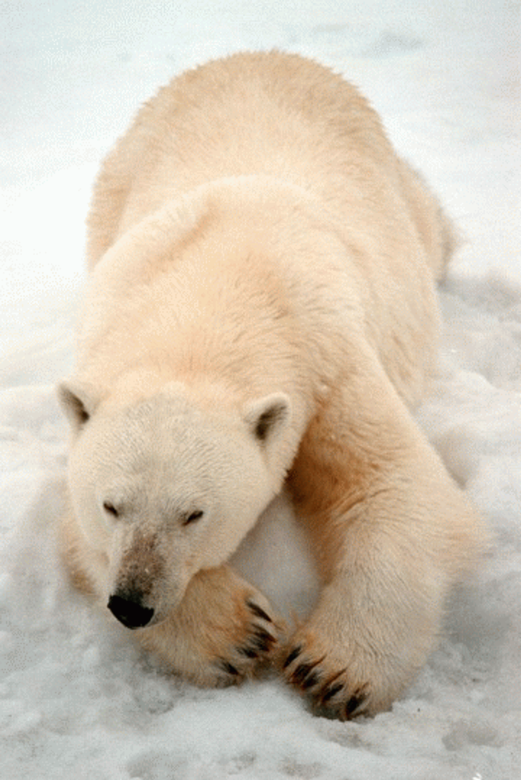 Det oppsiktsvekkende funnet av miljøgiften deka-BDE i isbjørn og polarmåker, viser at også dette stoffet kan transporteres over lange strekninger. Arktis Svalbard Nordpolen