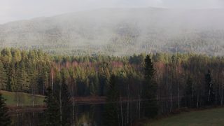 Norsk skog kunne hindret palmeoljeproblemet i drivstoff