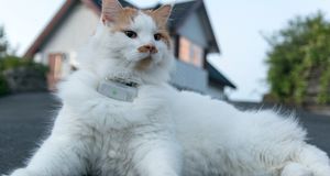 Test: Weenect Cats