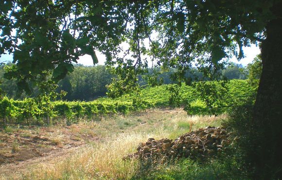 Vinmarkene, til sammen 8,5 hektar, ligger ved 250 m.o.h. rett utenfor Montalcino by.