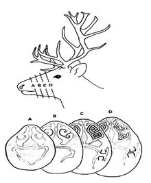 Snitt: Illustrasjonen viser en reinsdyrnese som har blitt delt opp i skiver og viser at nesen innvendig ligner på en konkylie.
