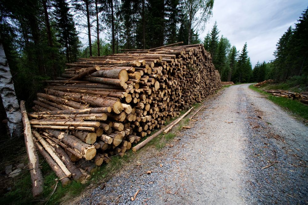Tilsammen 222 millioner ble i fjor investert i norske skogsbilveger.