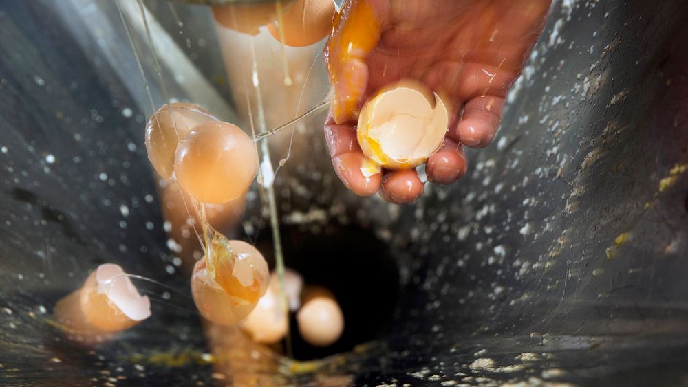 Disse eggeskallene er i dag avfall. Snart gir de råstoff til et revolusjonerende plaster. På denne måten kan 800 tonn avfall bli til et medisinsk-teknisk hjelpemiddel.