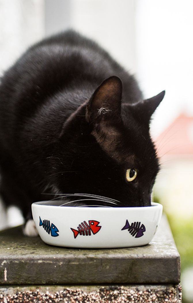 Katt Dyrekassen