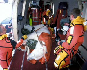 Her blir en levende isbjørn fraktet vekk av helikoptertjenesten på Svalbard. 