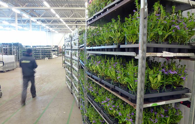 BLOMSTERHAV: På lageret i Lier bugner det til enhver tid av friske blomster og grønne planter. Årlig er mer enn 100 millioner stilker, potteplanter og blomster innom Mester Grønns hovedkvarter.