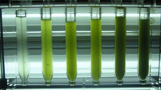 Det er enkelt å beskrive hvordan man lager sukkererstatning av prasinococcus capsulatus-algen. Men det er en teknisk krevende prosess.