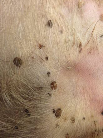 IKKJE EINASTE: Sjølv om talet på borreliose-tilfelle aukar med tettare bestand av hjortedyr, er ikkje dette åleine nok til å forklara auken av borreliose. I TickDeer-prosjektet undersøkte forskarar mellom anna 49 hjort i ein periode på tre år, og talte opp talet på flott på øyro til hjortane.