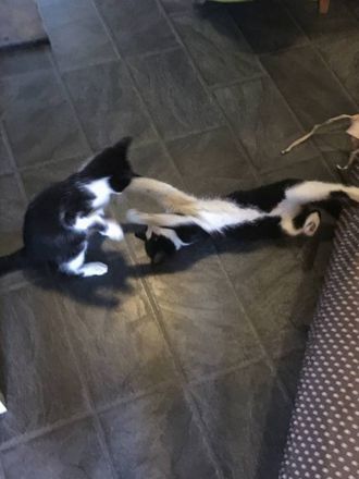 HAR FUNNE TONEN: Dei to kattane har blitt betre vener etter det noko anstrengte første møtet.