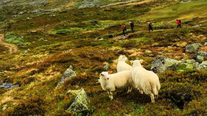 I BAND: Tre "tyinlam" følgjer med på turgåarane i bakgrunnen. Dei er trygge ettersom hunden er i band.