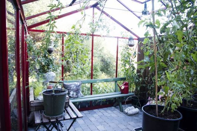 STARTEN: For Andersson begynte hageinteressa å blomstre då ho fekk drivhus for omtrent ti år sidan.