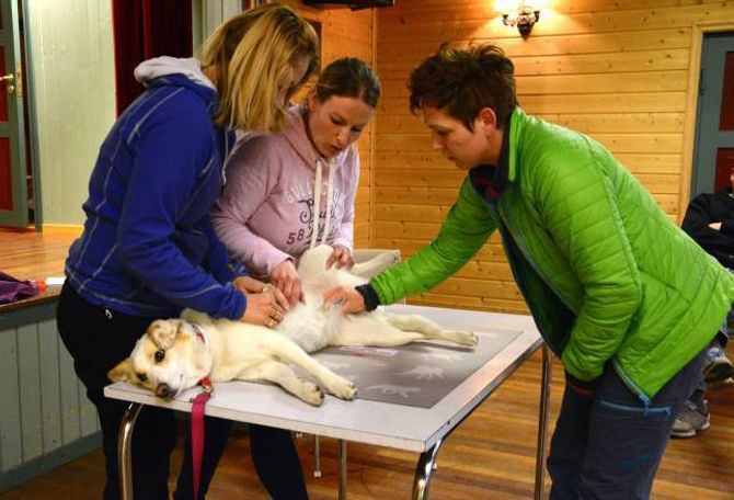 SJEKKAR ETTER KULAR: – Det er lurt å bli kjent med normaltilstanden til hunden og ein bør kjenne over hunden regelmessig. Til dømes kan ein aggressiv type kreft endra seg mykje på ein månad, fortel Liv Romøren, veterinær ved Årdal Dyreklinikk.