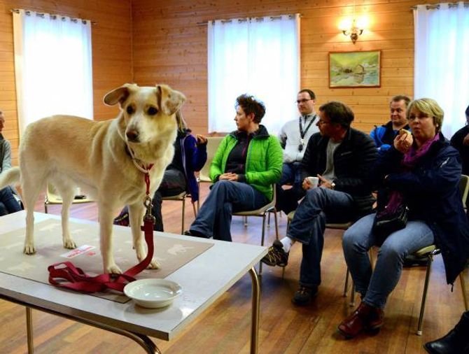 MINNIE STILTE OPP: Minnie (3) høyrde på eigaren sin Aud Andersen og let seg ikkje vippe av pinnen sjølv om forsamlinga kosa seg med kaker. Visste du forresten at hundar kan bli forgifta av å eta mellom anna sjokolade, rosin, lauk og avokado?