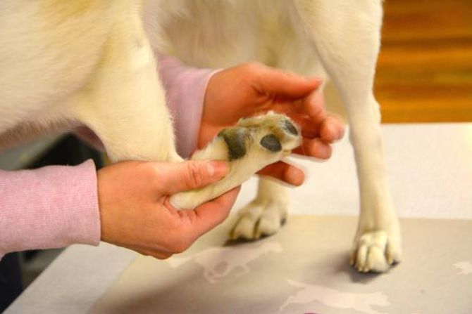 KLOKLIPP: Det varierar kor ofte ein klipper klørne til hunden. Hundar som går mykje på asfalt slit ofte meir på klørne, enn dei som går i skog og mark.