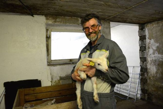KOPPLAM: Anders Haugen i lag med eitt av kopplamma. Dei skal ikkje ut på fjellbeite, men skal vera på såkalla innmarksbeite gjennom sommaren.