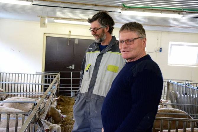 BRØR MED SAME YRKE: Anders og Hallvars Haugen står på dag og natt under lamminga. Det er den mest hektiske tida for ein sauebonde.