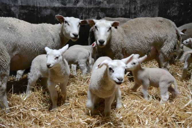 STORE NOK: Søyene med lamma sine treng nokre dagar før dei kan koma innatt i ein større flokk. Desse lamma er nokre dagar gamle. Det er eit tydeleg hierarki i flokken, der dei siste som kjem inn må tåle litt juling den første dagen. Ein nykommar skal rett og slett ikkje trø for nær.