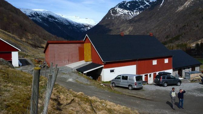 HAUGEN GARD: Sauar har mange namn. Beitepussar og landskapspleiarar er også brukt om dei små drøvtyggarane. Sauen nyttar seg av graset i fjellet og hjelper til å halde landskapet opent. Det er litt av grunnen for å drive med sauehald.