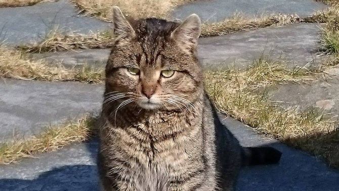 VILLKATT: Både Elisabeth Styve og Randi Aarethun trur katten har hatt ein eigar tidlegare og ikkje er ein villkatt.