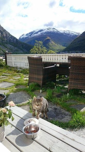 KJEM ATT: Kvar dag kjem katten att og får mat av Elisabeth Styve.