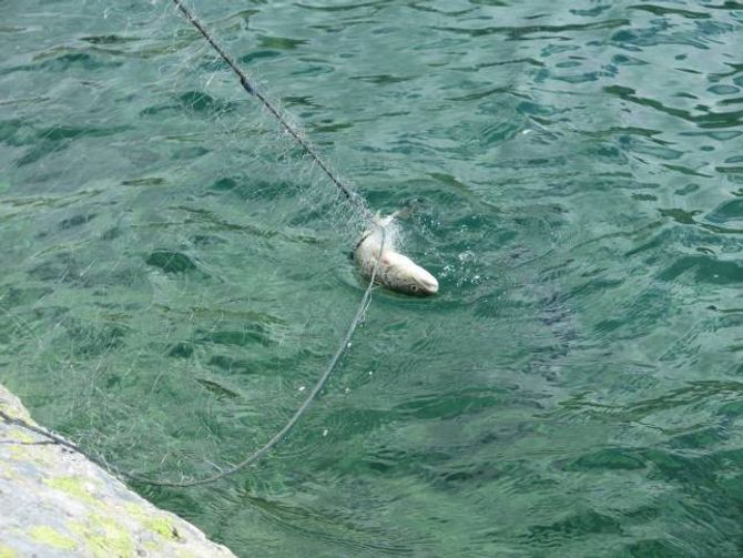 FOR MYKJE SMÅFISK: Intensivt fiske med småmaska garn er ein måte få opp kvaliteten på auren. Er vatna for "overbefolka", blir ikkje fisken stor og det er ikkje så interessant å fiska, fortel Torfinn Grøttebø i Lærdal Jeger og Fiskarlag.