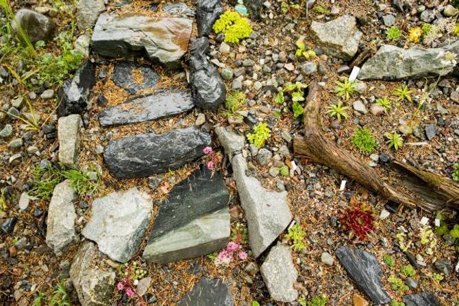 FJELLHAGE: Fjorårets store prosjekt var fjellhagen, der små blomstrar stikk opp mellom steinane.