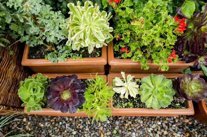 EKSOTISK: I hagen på Holter kan ein få inspirasjon til å utvide spekteret av planter i eigen hage. Her er ulike sortar aeonium.