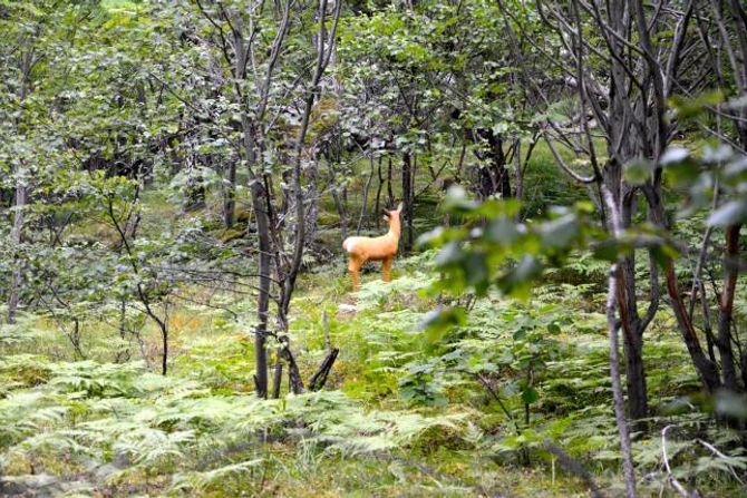 VARIERAR LØYPA: Inne i skogen finn med mellom anna eit rådyr i sitt rette element.